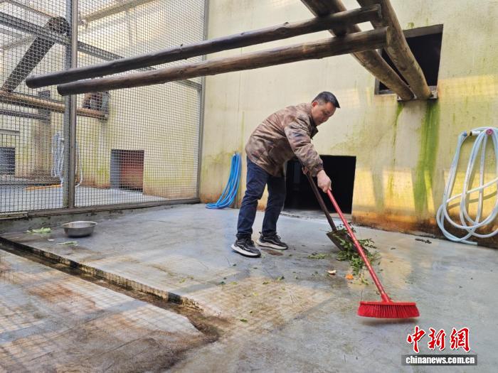 盛煌娱乐:贵州寒潮中守护黔金丝猴:科学补食叠加智能监测巡护